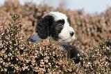 BEARDED COLLIE 092